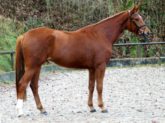 3,5-jhriger Trakehner Wallach von Buddenbrock - Mahon (im Dezember 2006)