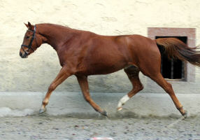 3,5-jhriger Trakehner Wallach von Buddenbrock - Mahon (im Dezember 2006)