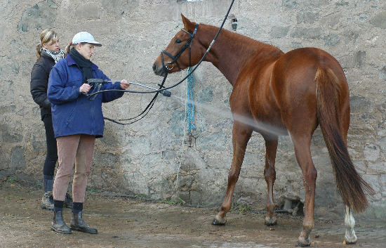 3,5-jhriger Trakehner Wallach von Buddenbrock - Mahon (im Dezember 2006)