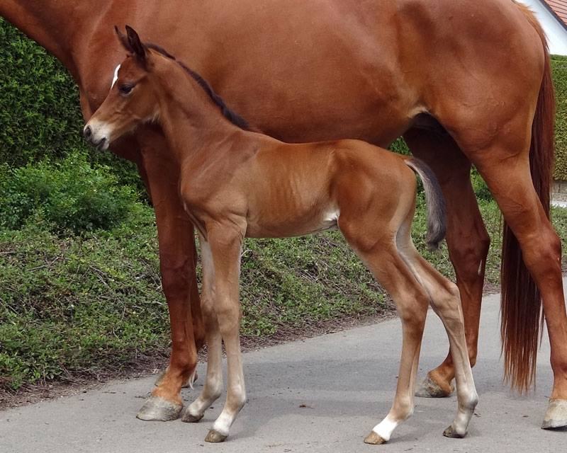 Trakehner Hengstfohlen von High Motion u.d. PrAw.Heart & Soul W v. Touch my Heart, Foto: Wimmer