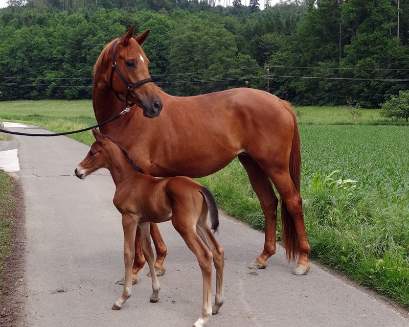 Trakehner Hengstfohlen von High Motion u.d. PrAw.Heart & Soul W v. Touch my Heart, Foto: Wimmer