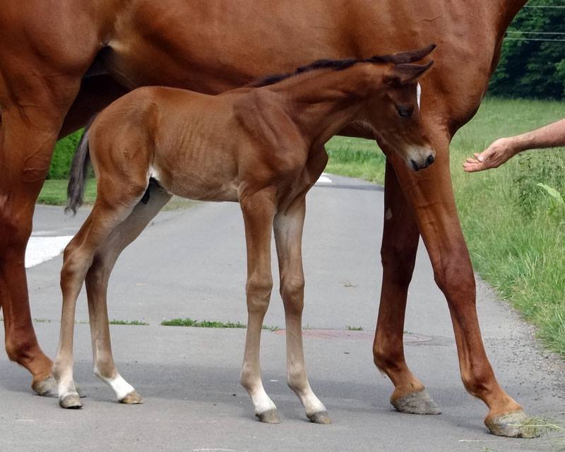 Trakehner Hengstfohlen von High Motion u.d. PrAw.Heart & Soul W v. Touch my Heart, Foto: Wimmer