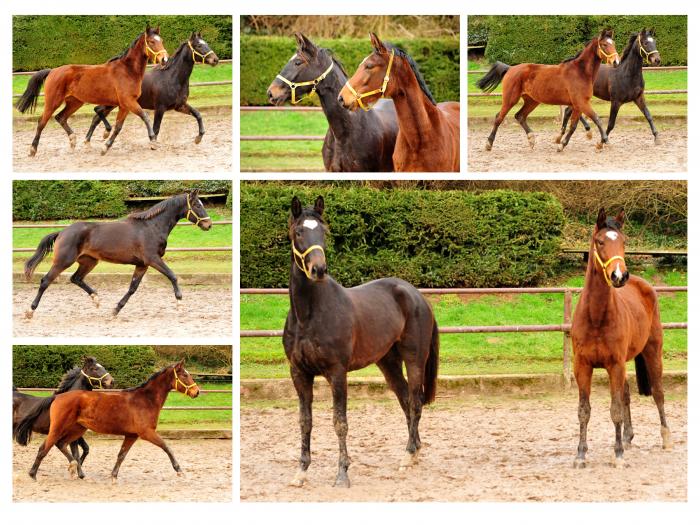  Trakehner Gestt Hmelschenburg - 1. Februar 2018 - Foto: Beate Langels