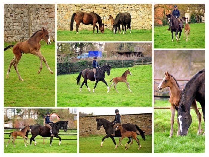 Greta Garbo und ihr eine Woche alter Sohn von Saint Cyr am 1 Mrz 2020 in Hmelschenburg - Trakehner Gestt Hmelschenburg - Beate Langels