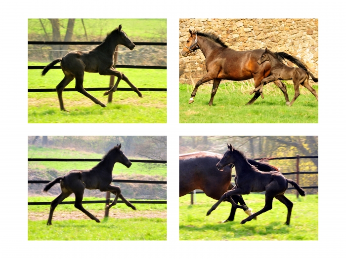 Trakehner Stutfohlen von Schwarzgold u.d. Pr.u.StPrSt. Tacyra v. Saint Cyr - Trakehner Gestt Hmelschenburg - Beate Langels