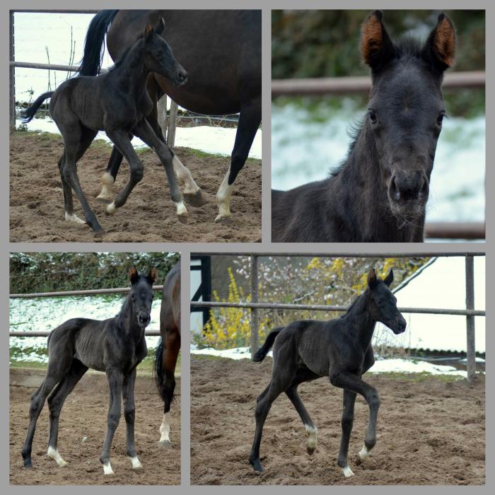 01.04.2022 - Trakehner Gestt Hmelschenburg - 
Foto: Beate Langels