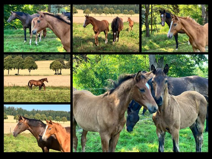 Unsere Fohlen im September 2024 - Foto Beate Langels - Trakehner Gestt Hmelschenburg