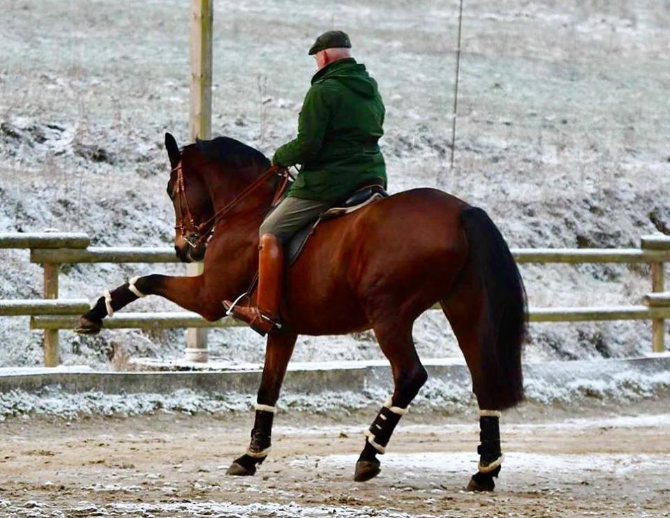 Ascari von Freudenfest x Lauries Crusador xx - Foto: Christians - Trakehner Gestt Hmelschenburg