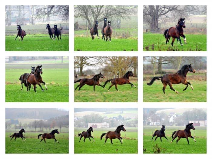 Nachwuchsstuten von High Motion am 2. Januar 2020 in Hmelschenburg - Trakehner Gestt Hmelschenburg - Beate Langels