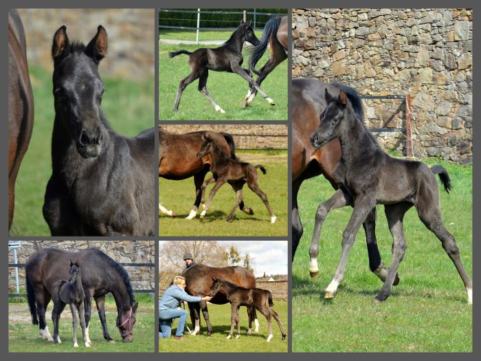 03.04.2022 - Trakehner Gestt Hmelschenburg - 
Foto: Beate Langels