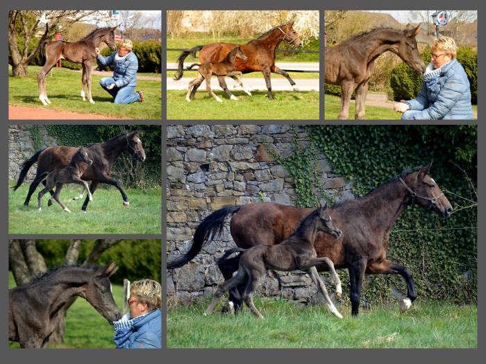 03.04.2022 - Trakehner Gestt Hmelschenburg - 
Foto: Beate Langels