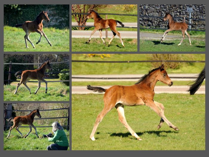 03.04.2022 - Trakehner Gestt Hmelschenburg - 
Foto: Beate Langels