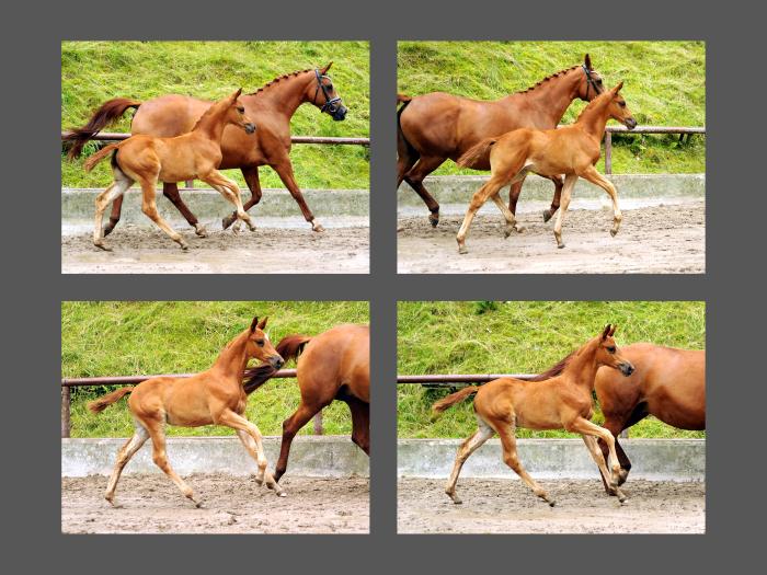Stutfohlen von His Moment u.d. Prmien- u. Staatsprmienstute Klassic Motion v. High Motion - 
Trakehner Gestt Hmelschenburg - Foto: Langels
