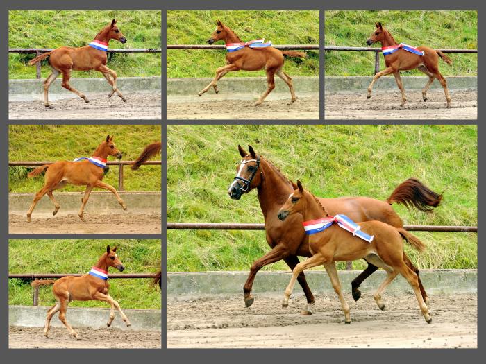 Stutfohlen von His Moment u.d. Prmien- u. Staatsprmienstute Klassic Motion v. High Motion - 
Trakehner Gestt Hmelschenburg - Foto: Langels