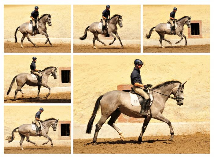 3jhrige Trakehner Prmienstute TEACUP v. Exclusiv u.d. Teatime v. Summertime - Foto: Beate Langels - Trakehner Gestt Hmelschenburg