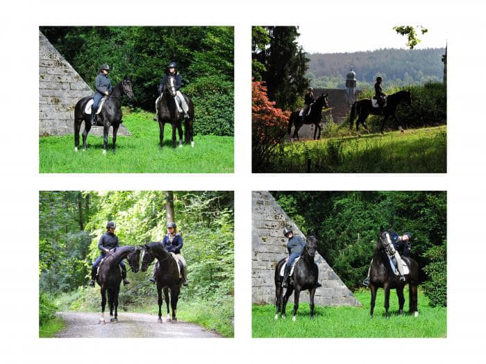 Schwalbenzauber und ihr 3jhriger Vollbruder Denoire v. De Niro Sohn aus der Schwalbendiva v. Totilas - Foto: Beate Langels - Trakehner Gestt Hmelschenburg