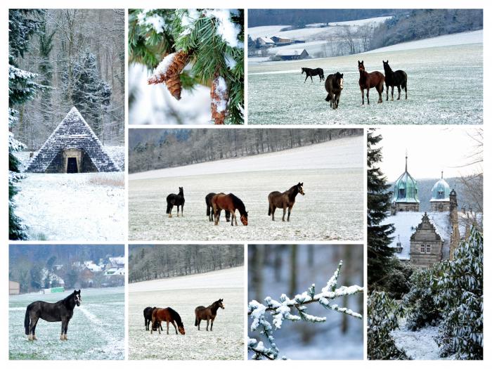  Trakehner Gestt Hmelschenburg - 4. Februar 2018 - Foto: Beate Langels