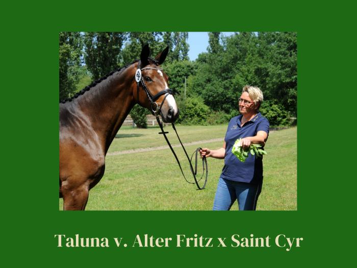 04.06.2022 Taluna v. Alter Fritz u.d. Pr.u.StPrSt. Tacyra v. Saint Cyr - Trakehner Gestt Hmelschenburg - 
Foto: Beate Langels