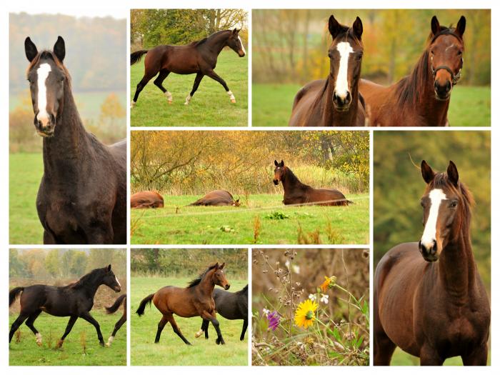  - Trakehner Gestt Hmelschenburg - Beate Langels