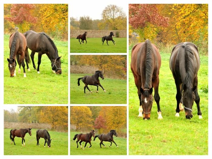  - Trakehner Gestt Hmelschenburg - Beate Langels