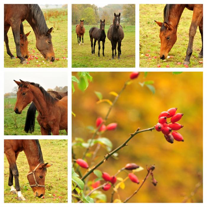  - Trakehner Gestt Hmelschenburg - Beate Langels