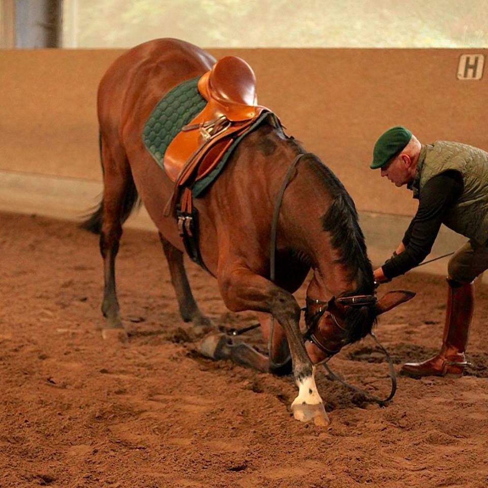 Tour von Freudenfest u.d. Pr.u.StPrSt. Tavolara v. Exclusiv  - Foto: Christians - Trakehner Gestt Hmelschenburg