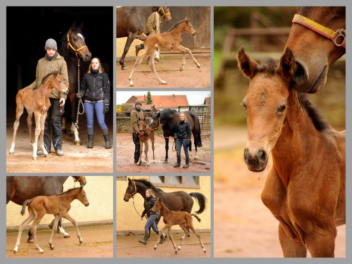 Trakehner Stutfohlen von Zauberdeyk u.d. Pr.St. Gabbana v. High Motion - Alter Fritz  - Gestt Hmelschenburg - Beate Langels