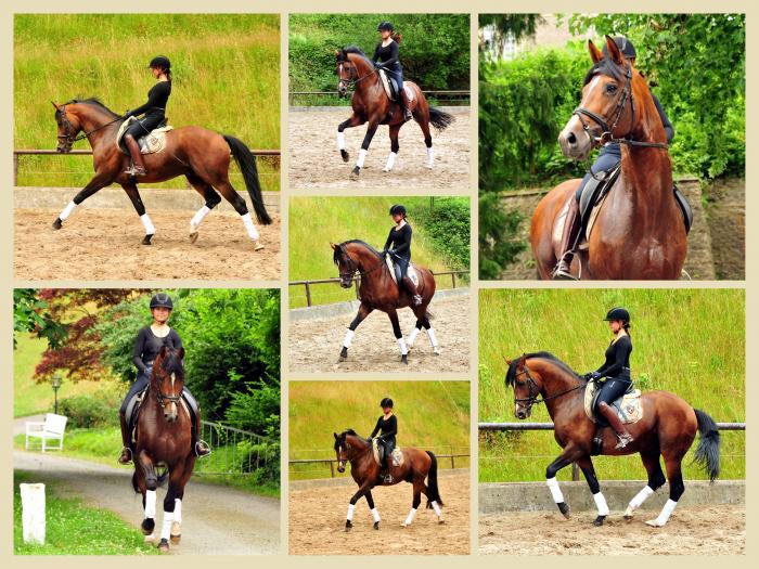 Thyra und High Motion v. Saint Cyr im Juli 2020 - Foto: Beate Langels - Trakehner Gestt Hmelschenburg