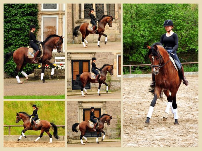 Thyra und High Motion v. Saint Cyr im Juli 2020 - Foto: Beate Langels - Trakehner Gestt Hmelschenburg