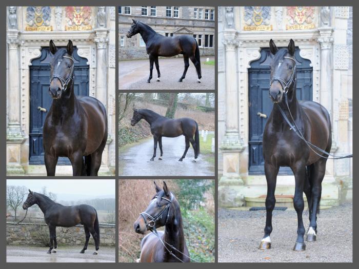 Sycardo v. Saint Cyr u.d. Pr.St. Schwalbenland v. Touch my Heart - Foto: Beate Langels - 
Trakehner Gestt Hmelschenburg