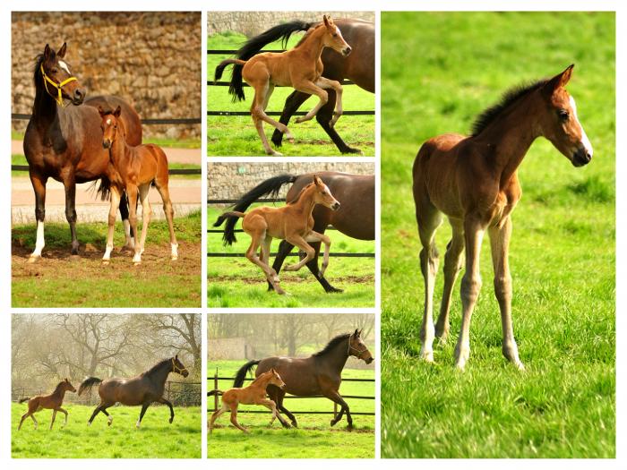 Unsere Fohlen am 6. April 2019
 - Trakehner Gestt Hmelschenburg - Fotos Beate Langels