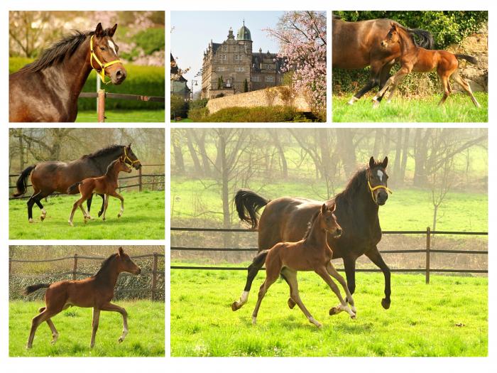 Unsere Fohlen am 6. April 2019
 - Trakehner Gestt Hmelschenburg - Fotos Beate Langels