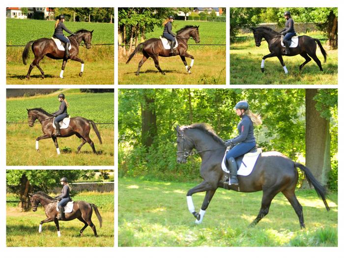 3jhrig: Valentine - Trakehner Stute von High Motion u.d. Elitestute Vicenza v. Showmaster - Foto: Beate Langels - Trakehner Gestt Hmelschenburg