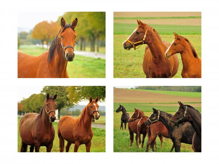 Stuten und Fohlen auf der Feldweide Anfang Oktober 2019 - Trakehner Gestt Hmelschenburg - Beate Langels