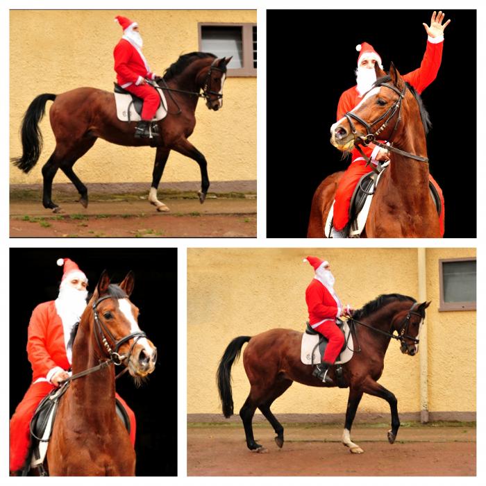 Freudenfest und der Nikolaus - Trakehner Gestt Hmelschenburg - Beate Langels