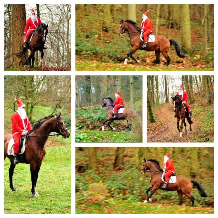 Freudenfest und der Nikolaus - Trakehner Gestt Hmelschenburg - Beate Langels