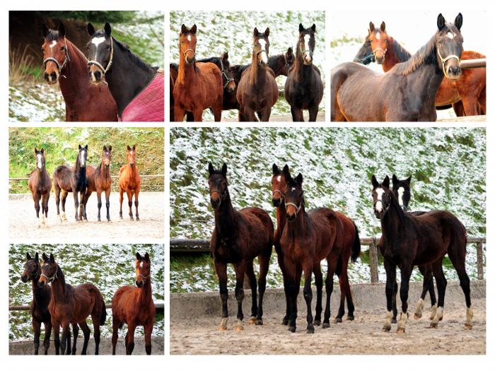  Trakehner Gestt Hmelschenburg - 7. Februar 2018 - Foto: Mia / Beate Langels