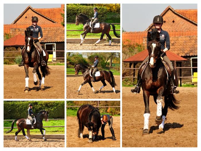 Trakehner Hengst Shavalou und Johanna 7. April 2019
 - Trakehner Gestt Hmelschenburg - Fotos Beate Langels