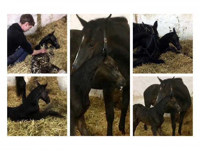 Trakehner Stufohlen von Shavalou u.d. Kaiserspiel - geboren am 7. April 2019
 - Trakehner Gestt Hmelschenburg - Fotos Beate Langels