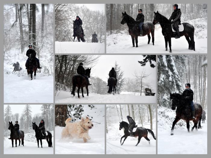 Elitestute Schwalbenfeder und Grfin Iska - 8. Februar 2021 - Foto: Beate Langels - 
Trakehner Gestt Hmelschenburg