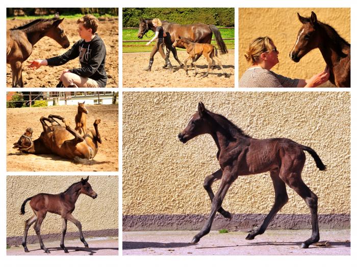 Trakehner Stutfohlen von Shavalou u.d. Kaiserspiel v. Exclusiv - Gestt Hmelschenburg -  - copyright by Beate Langels