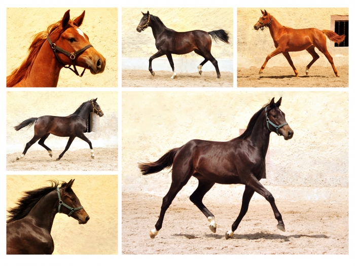 Die Jhrlingsstuten am 8. Juni 2017 - Trakehner Gestt Hmelschenburg - Foto: Beate Langels