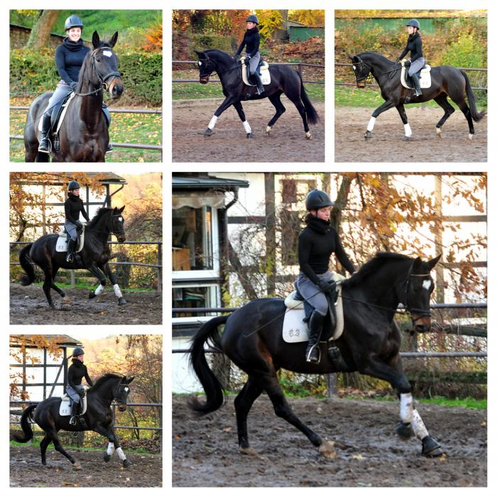  - Trakehner Gestt Hmelschenburg - Beate Langels