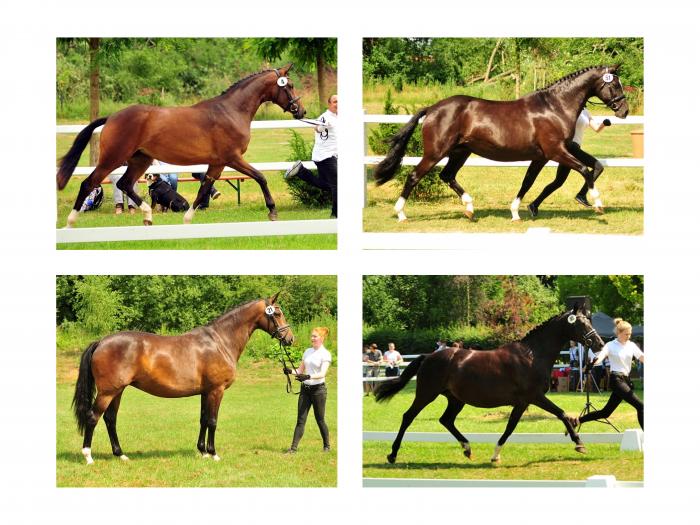 6. Trakehner Landesstutenschau in Niedersachsen - Foto: Beate Langels