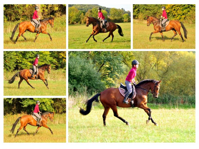 Ausritt im Oktober - Trakehner Gestt Hmelschenburg - Beate Langels