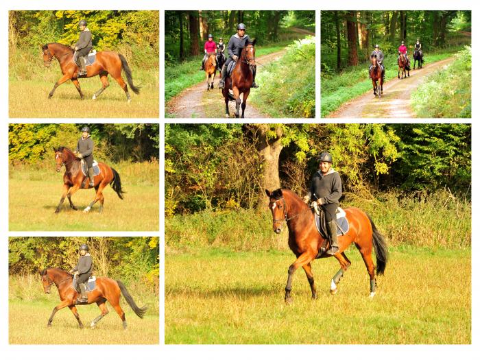 Ausritt im Oktober - Trakehner Gestt Hmelschenburg - Beate Langels