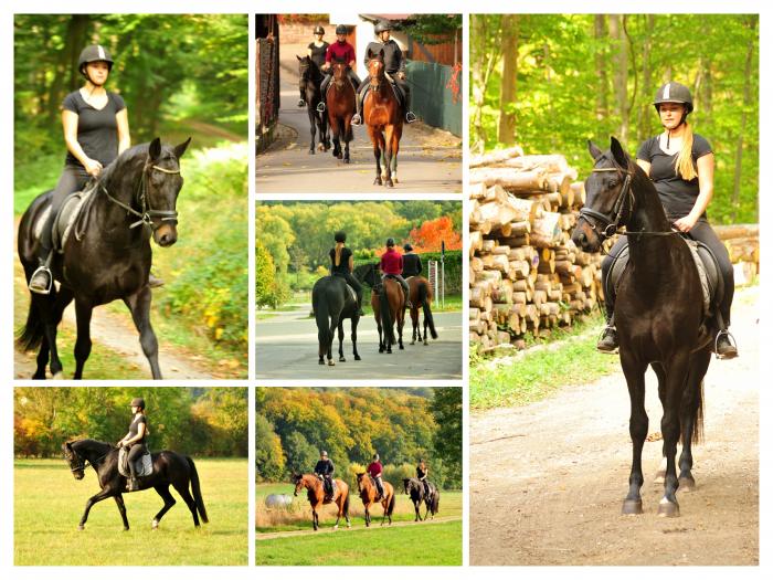 Ausritt im Oktober - Trakehner Gestt Hmelschenburg - Beate Langels