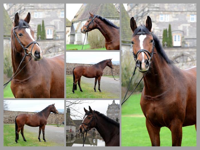 3jhrige Stute Schwalbenaura v. Kacyo u.d. Schwalbensage v. Grand Corazon - 
Trakehner Gestt Hmelschenburg - Foto: Beate Langels