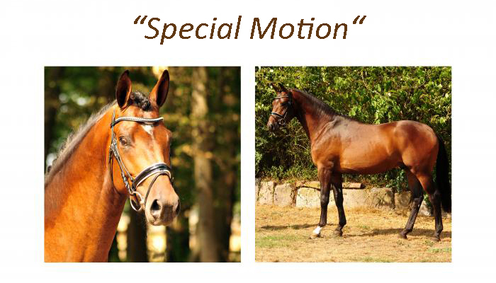 Special Motion v. His Moment - Trakehner Gestt Hmelschenburg - Beate Langels