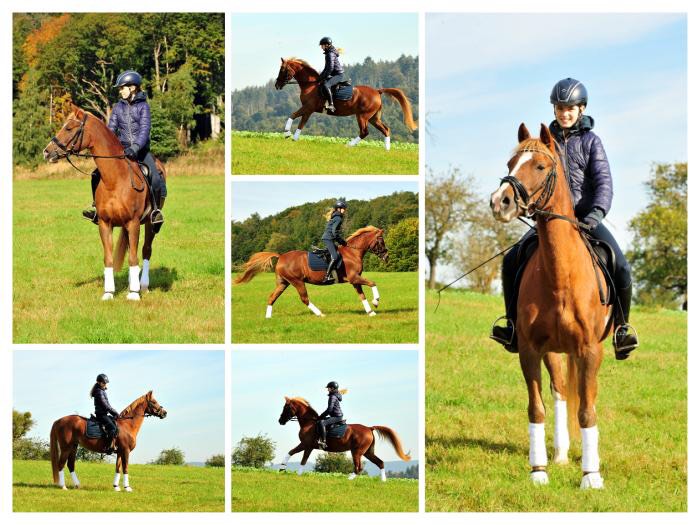 Lady und Greta - Foto: Beate Langels - Trakehner Gestt Hmelschenburg